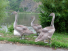 Hospizlauf_2014-98